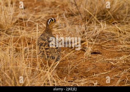 Schwarzgesichtes Sandhuhn (Pterocles decoratus) auf dem Boden Stockfoto