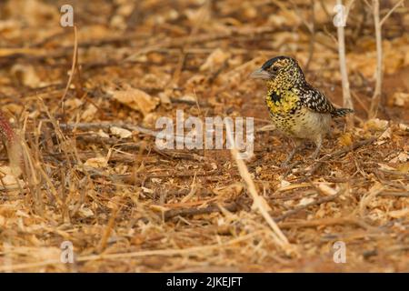 d'Arnaud-Barbet (Trachyphonus darnaudii) Stockfoto