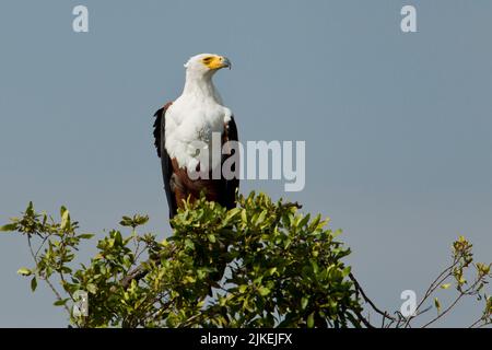 African Fish Eagle (Haliaeetus Vocifer) Stockfoto