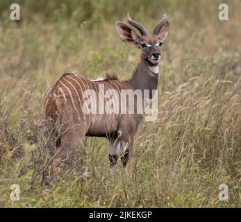 Kleiner männlicher Kudu, der im hohen Gras des Waldes von Tsavo West, Kenia, steht. Stockfoto