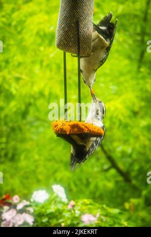Zwei behaarte Spechte Wildvögel, die sich gegenseitig füttern, klagen am Futterhäuschen an Stockfoto