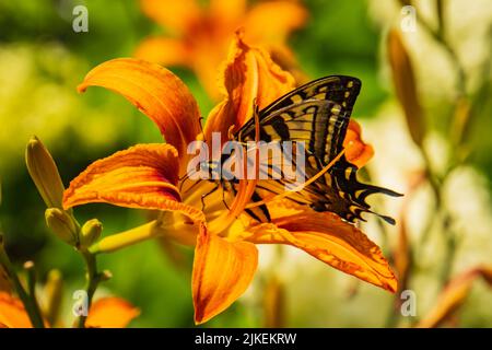 tiger Schwalbenschwanzschmetterling auf einer orangen Tageslilie Blume Stockfoto