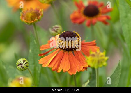 Farbenfrohe helenium-Blüten in einem Sommergarten Stockfoto
