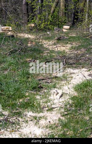 Baumstümpfe und Äste nach dem Holzeinschlag im Wald, Entwaldung, um Holz als Baumaterial zu erhalten Stockfoto