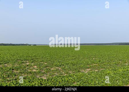 Landwirtschaftliche Feld, in dem Zuckerrüben wächst, Rübenanbau zur Herstellung von Zuckerprodukten Stockfoto