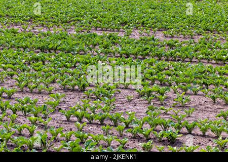 Landwirtschaftliche Feld, in dem Zuckerrüben wächst, Rübenanbau zur Herstellung von Zuckerprodukten Stockfoto