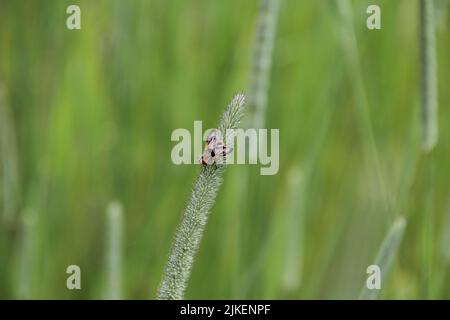 Ectophasia crassipennis, parasitäre Tachinidenfliege, die auf der timothy-Blume sitzt. Stockfoto