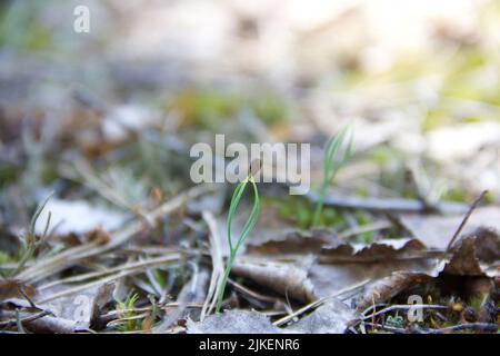 Aus einem Samen sprießt ein kleiner Kieferbaum Stockfoto