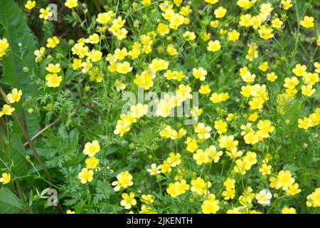 Naturhintergrund mit vielen kleinen gelben Wiesen-Butterblumen und grünen Blättern. High-Angle-Ansicht. Stockfoto