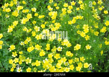 Naturhintergrund mit vielen kleinen gelben Wiesen-Butterblumen und grünen Blättern. High-Angle-Ansicht. Stockfoto