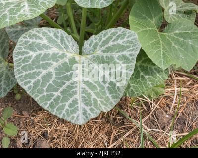 Kürbispflanzenblatt wächst im Sommer im Gemüsegarten im Freien Stockfoto