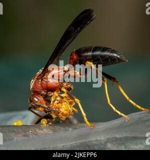 Eine metrische Papierwasp (Polistes metricus), die aus dem Bauch einer Motte auf den Eiern famosass. Raleigh, North Carolina. Stockfoto