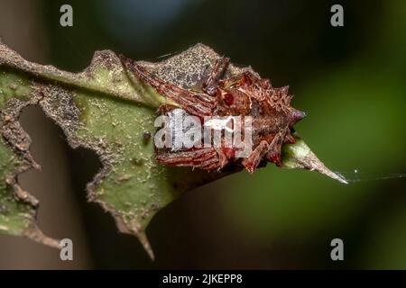 Ein Starbelied-Orbweaver (Acanthepeira stellata) fügt sich auf einem alten Blatt ein. Raleigh, North Carolina. Stockfoto