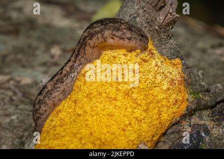 Ein Carolina Mantleslug (Philomycus carolinianus) feiert auf dem erbrochenen Schleimform des Hundes (Fuligo septica). Raleigh, North Carolina. Stockfoto