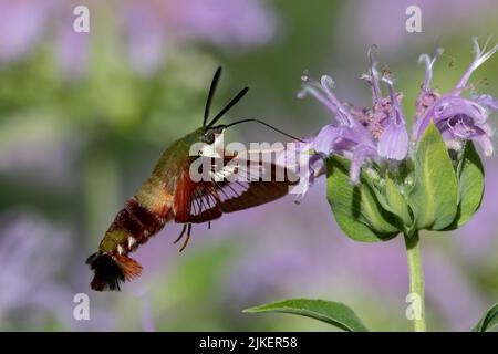 Kolibri-Clearwing-Motte (Hemaris thysbe), die sich an einer wilden Bergamotte ernährt Stockfoto