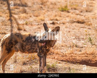 Afrikanisches Wildhundeporträt allein in der Savanne. Stockfoto