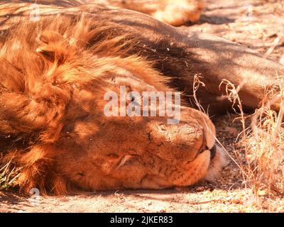 Nahaufnahme Löwenkopf mit kleiner Narbe auf der Nase, der mit Kopf auf dem Boden schläft. Stockfoto