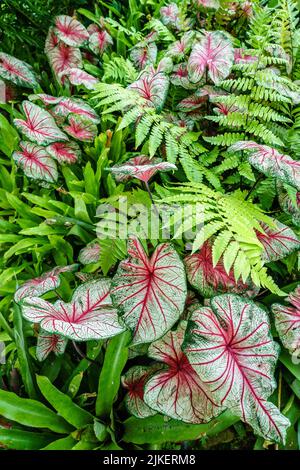 Caladium und Farnpflanzen lebendiger Hintergrund Stockfoto