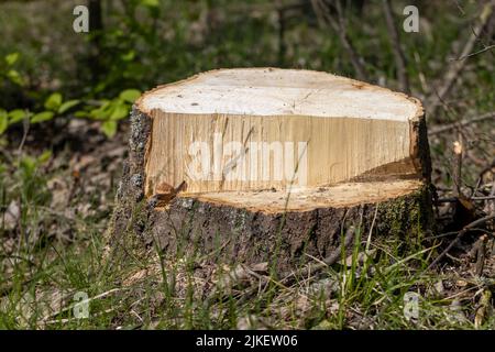 Baumstümpfe und Äste nach dem Holzeinschlag im Wald, Entwaldung, um Holz als Baumaterial zu erhalten Stockfoto