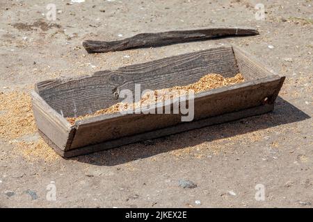 Ein alter Holztrog, in dem eine große Menge Getreide für die Fütterung von Geflügel auf dem Grundstück des Hauses gegossen wird Stockfoto