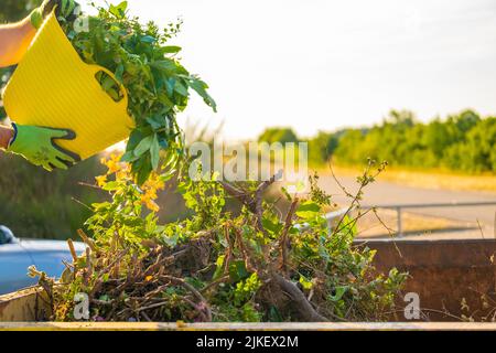 Grüner Kompost ergießt sich im Kompost sun.green mit vielen verschiedenen Pflanzen in einen Metalltank. Kompost in Silikonkorb in den Händen eines Mannes.Zweige Stockfoto