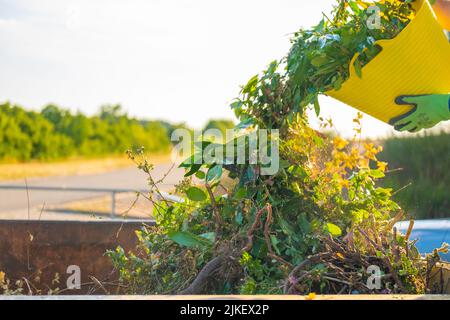 Kompost gießt im Kompost sun.green mit vielen verschiedenen Pflanzen in einen Metalltank. Gemüsekompost in Silikonkorb in den Händen eines Mannes.Zweige Stockfoto