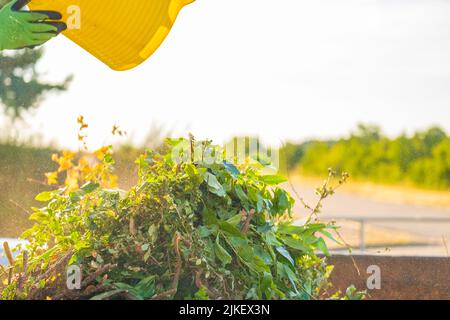 Grüner Kompost gießt im Kompost von sun.green mit vielen verschiedenen Pflanzen in einen Metalltank. Gemüsekompost in Silikonkorb in den Händen eines Mannes. Stockfoto