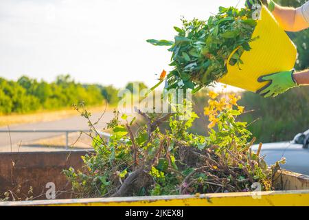 Grüner Kompost gießt im Kompost von sun.green mit vielen verschiedenen Pflanzen in einen Tank. Pflanzlicher Kompost im Silikonkorb in den Händen eines Mannes.Zweige Stockfoto