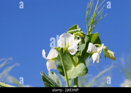 Blühende Erbsen auf einem landwirtschaftlichen Feld im Sommer, weiße Erbsenblüten für die Ernte von Hülsenfrüchten Stockfoto