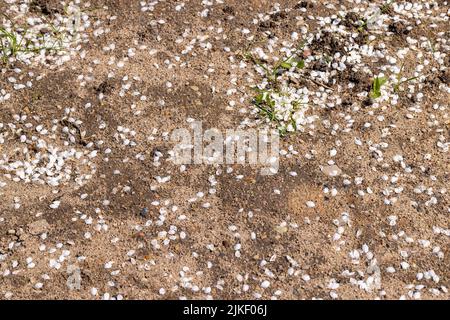 Auf den Boden gefallen weiße Blütenblätter von Kirschpflaumenfruchtbäumen, Erde in weißen Blütenblättern nach Kirschpflaumenblüten Stockfoto