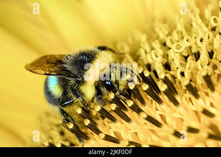 Hummel auf einer Sonnenblume Stockfoto