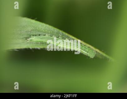 Gesprenkelte Holz - Pararge aegeria Stockfoto