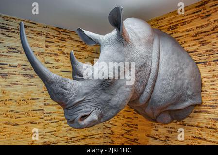 Mumie-Trophäe des südlichen weißen Nashorns und des großen Horns Stockfoto