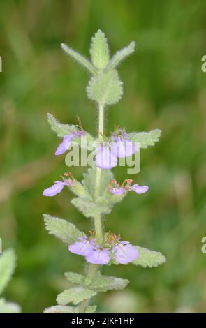 Water Germander - Teucrium scordium Stockfoto