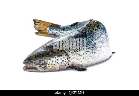Korpus von atlantischem Lachs, Seefisch auf weißem Hintergrund. Ganze ungekochte, entkuttete Schlachtkörper des frischen Lachses auf weißem Hintergrund Stockfoto