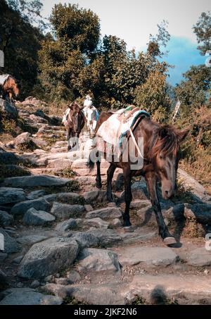 Chomrong, Nepal - 08. November 2017 : Auf Dem Weg Zum Annapurna Basislager Nepal Stockfoto