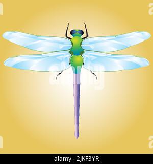 Eine vektorgraphische Illustration einer Libelle und ihrer Flügel. Stock Vektor