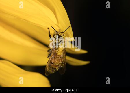 Biene auf einer Sonnenblume Stockfoto