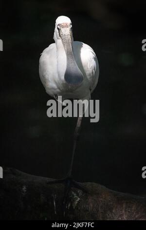 Ein einziger Royal Spoonbill, der auf einem Bein in einem wunderschönen Nachmittagslicht in einem Teich im Touristenmekka Port Douglas in Queensland, Australien, steht. Stockfoto