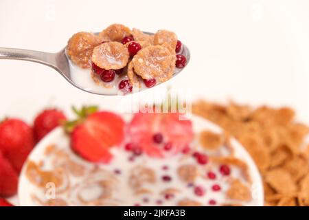 Getreideweizenflocken in Milch mit Preiselbeeren in einem Löffel auf weißem Hintergrund. Schnelles, gesundes Frühstück. Stockfoto