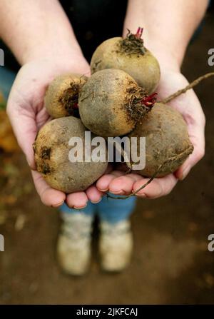 Aktenfoto vom 16/01/06 von Rote Beete, die in einem Farmladen in der Nähe von Ashford in Kent verkauft wird. Wissenschaftler starten eine neue Studie, um zu sehen, ob das Trinken von Rote-Bete-Saft Menschen mit Typ-2-Diabetes helfen kann, Fett effizienter zu verbrennen. Forschung mit Tieren hat bisher gezeigt, dass Nitrate weiße Fettreserven in braune Fettzellen verwandeln können, die leichter zu verbrennen sind. Aber jetzt wird ein Team von der University of Portsmouth und der Bournemouth University die Auswirkungen des Trinkens von nitratreichem Rote-Beete-Saft auf den Menschen untersuchen. Ausgabedatum: Dienstag, 2. August 2022. Stockfoto