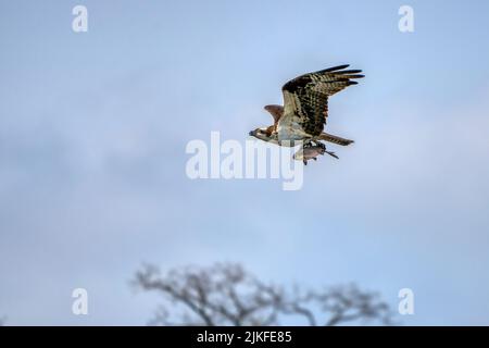 Eine Aufnahme eines Weißkopfadlers, der mit weit geöffneten Flügeln fliegt und einen Fisch in seinen Krallen hält Stockfoto