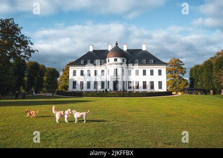 Glückliche Hunde im Bernstorffsparken-Park vor dem Bernstorff-Schloss in Dänemark Stockfoto