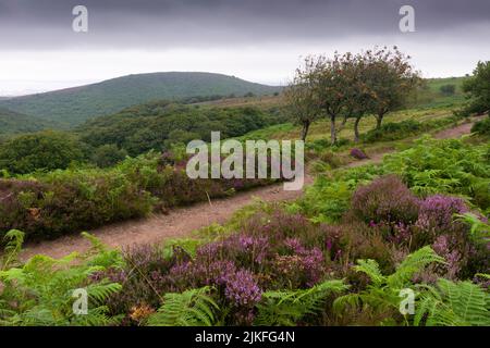 Heather und Bracken auf Black Hill mit Dowsborough Camp Beyond im Spätsommer auf Black Hill in den Quantock Hills, Somerset, England. Stockfoto