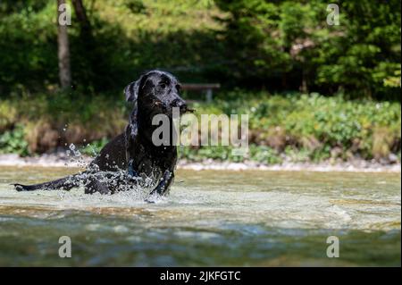 Schöne nasse labrador Retriever Hündin, die mit einem Stock im Mund im Fluss läuft. Stockfoto
