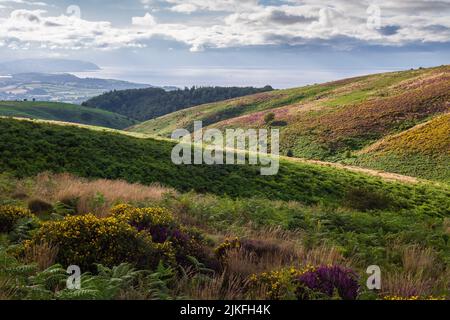 Blick vom Weacombe Hill über Weacombe Combe und Beacon Hill in den Quantock Hills zum Bristol Channel im Spätsommer, Somerset, England. Stockfoto