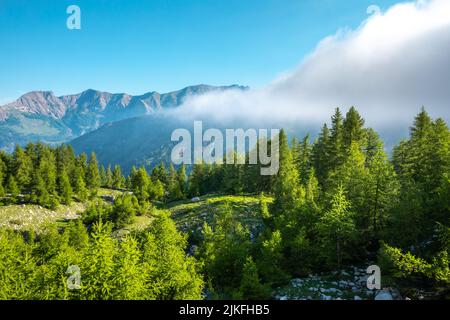 Kiefern auf dem Col de La Cayolle in den französischen alpen Stockfoto