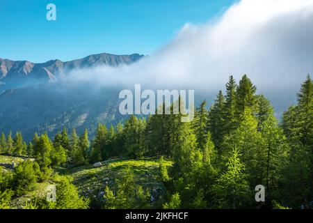 Kiefern auf dem Col de La Cayolle in den französischen alpen Stockfoto