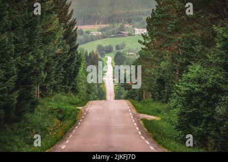 Landschaftlich reizvolle Landstraße, die durch wilde Wälder in Norwegen führt Stockfoto