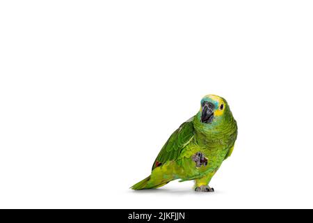 Blauer oder türkisfarbener Amazonaspapagei alias Amazona aestiva, der nach vorne zeigt. Mutter in einer Pfote. Blick mit einem Auge auf die Kamera. Isoliert auf einem Stockfoto
